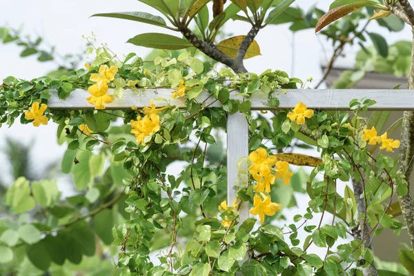 Metal fence with beautiful yellow flowers against summer blue sky background,Cat\'s Claw, Catclaw Vine, Cat\'s Claw Creeper plants