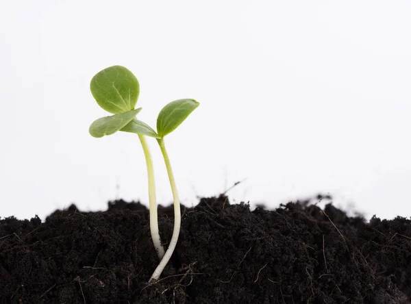 Kleine Pflanze Die Aus Boden Wächst Landwirtschaft — Stockfoto