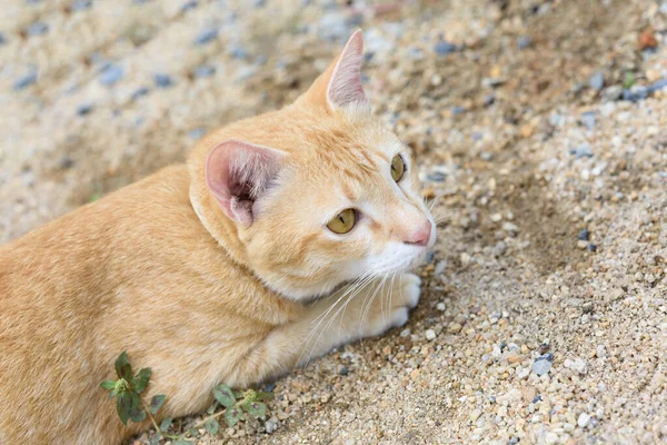 Симпатичная Желтая Кошка Отдыхает Открытом Песке — стоковое фото