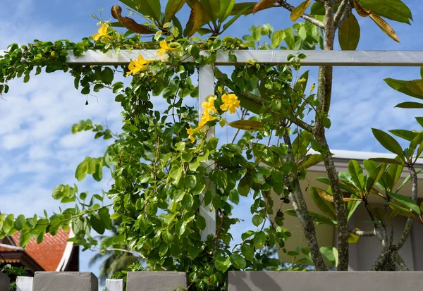 夏の青空を背景に美しい黄色の花を持つ金属製のフェンス 猫の爪 猫の爪のつる 猫の爪のクリーパー植物 — ストック写真