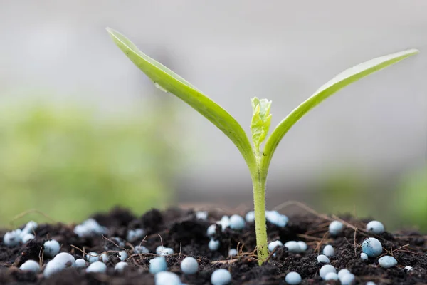 Mała Roślina Rosnąca Gleby Nawozem Chemicznym Rolnictwo — Zdjęcie stockowe