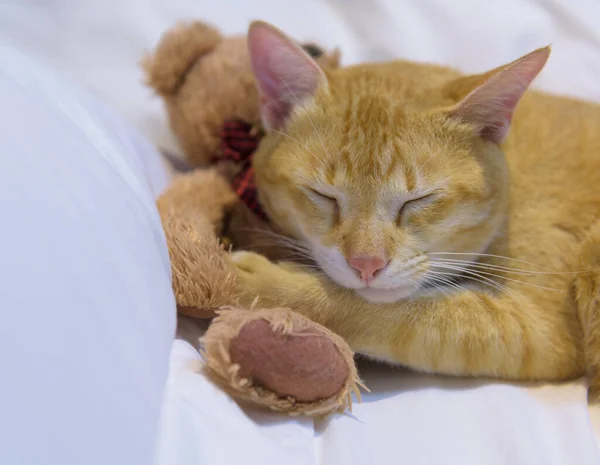 Μια Χαριτωμένη Γάτα Yelllow Ύπνο Λευκό Άνετο Κρεβάτι Αρκουδάκι — Φωτογραφία Αρχείου