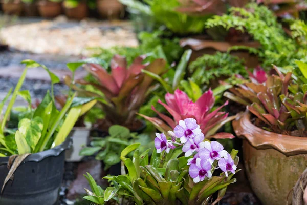 Flores Bonitas Orchid Jardim Livre Estação Chuva — Fotografia de Stock