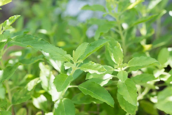 Holy Basil Ocimum Sanctum Green Garden Background Useful Thai Herbs — стоковое фото