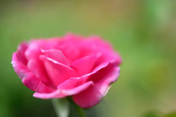 緑の背景がぼやけて庭の屋外で美しい赤いバラの花びらを閉じます — ストック写真