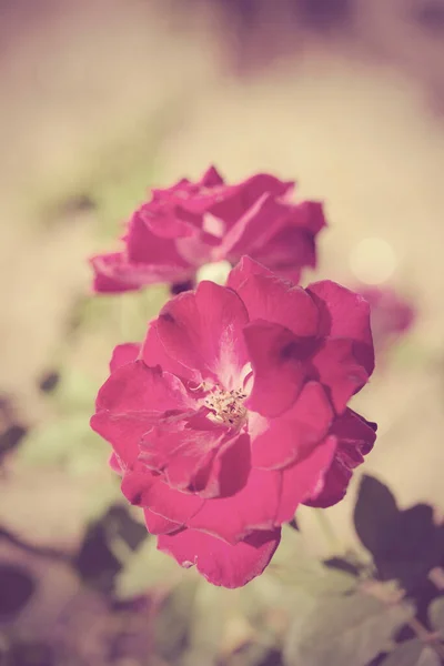 Vintage Bonito Murcha Rosa Buquê Flores Fundo Macio — Fotografia de Stock