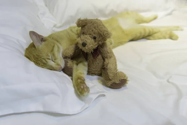 Egy Aranyos Üvöltő Macska Aludni Fehér Hangulatos Ágyban Teddy Macival — Stock Fotó