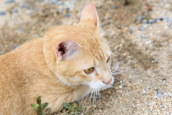 A cute yellow cat relax on sand outdoor