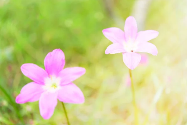 Beautiful Pink Rain Lily Flowers Morning Sunlight Background Soft Focus — стоковое фото