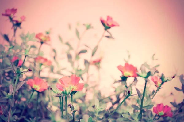 Vintage Beautiful Small Pink Flower Field Soft Pastel Background Sunny — Stock Photo, Image