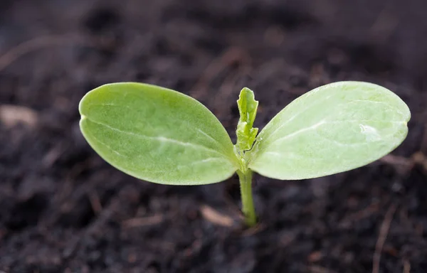 Kleine Pflanze Die Aus Boden Wächst Landwirtschaft — Stockfoto