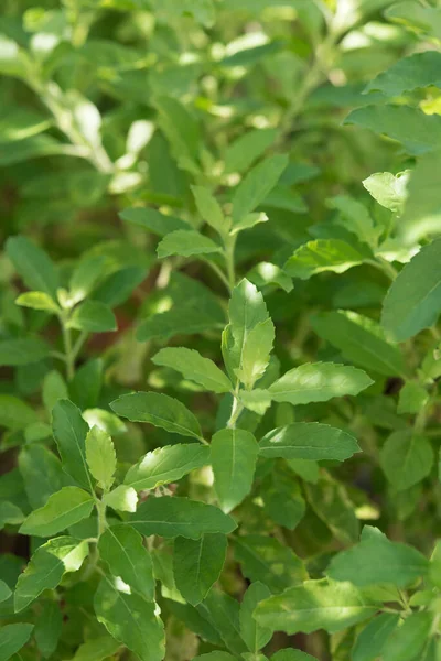 Holy Basil Ocimum Sanctum Green Garden Background Useful Thai Herbs — стоковое фото