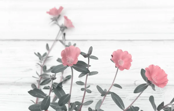 Schöne Kleine Rosa Blume Auf Weißem Holzhintergrund Kleiner Hogweed Pusley — Stockfoto