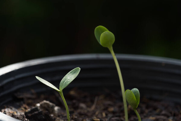 Small plant growing out of soil,agriculture