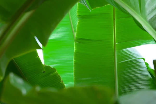 熱帯バナナの緑の葉の質感の背景 — ストック写真