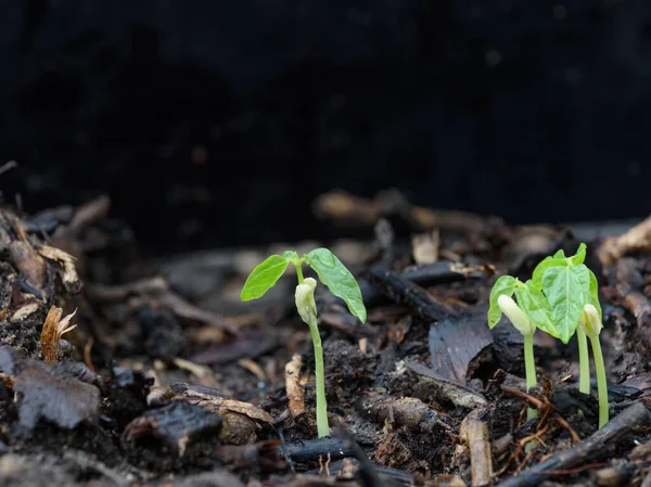 雨の後 自然環境の中で土から成長する小さな植物 — ストック写真