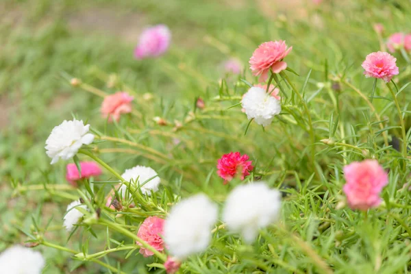 สนามดอกไม สวยงามขนาดเล นหล พาสเทลอ อนในว แดด — ภาพถ่ายสต็อก