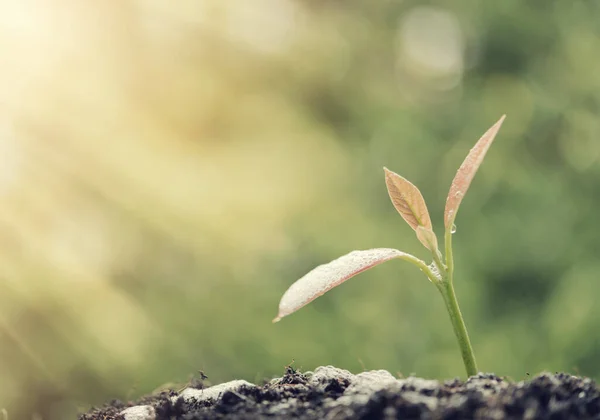 商业上的成功 浇灌出在阳光下生长在土壤中的新生植物 农业上 复古效果 — 图库照片