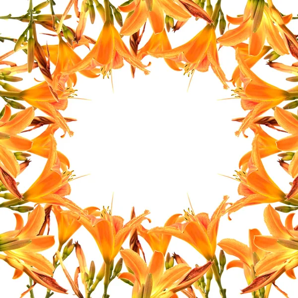 橙色百合花框 白色背景隔离 — 图库照片