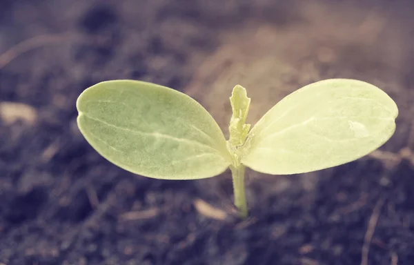 Petite Plante Poussant Hors Sol Agriculture Effet Rétro — Photo