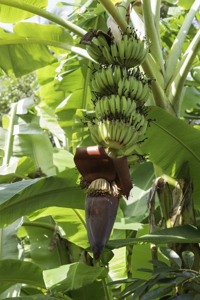 Banánfa Kertben — Stock Fotó