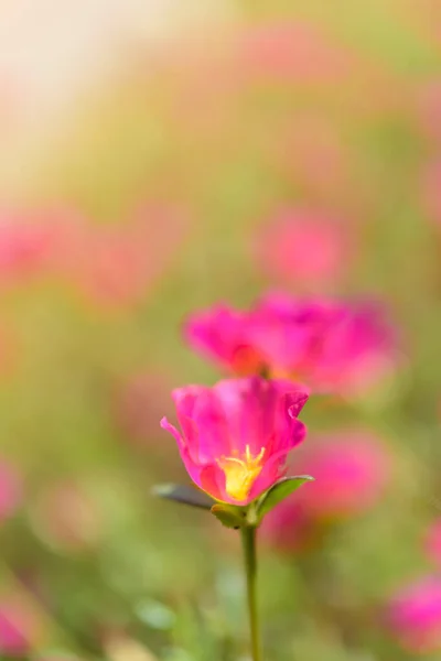 一般的なPurslane Verdolaga Pigweed Little Hogweed Pusley美しい花のフィールドの背景晴れた日に — ストック写真