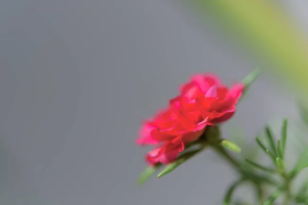 一般的なPurslane Verdolaga Pigweed Little Hogweed Pusley美しい花のフィールドの背景晴れた日には 閉じる — ストック写真