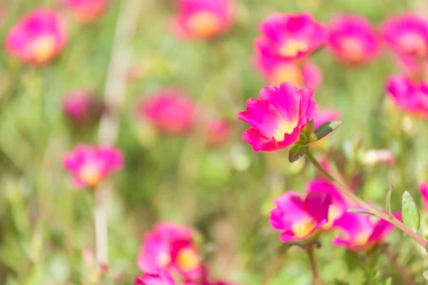 一般的なPurslane Verdolaga Pigweed Little Hogweed Pusley美しい花のフィールドの背景晴れた日に — ストック写真