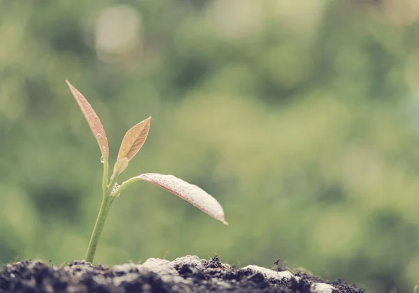 Success Business Young New Born Plant Growing Out Soil Sun — Stock Photo, Image