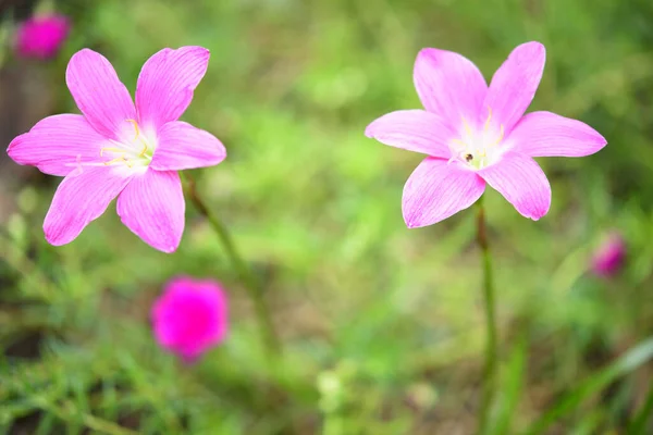 Beautiful Pink Rain Lily Flowers Green Garden Background Soft Focus — стоковое фото