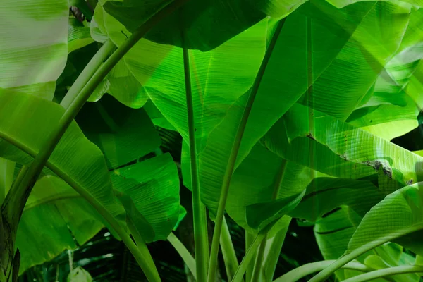 Banana Tropical Verde Folha Textura Fundo — Fotografia de Stock