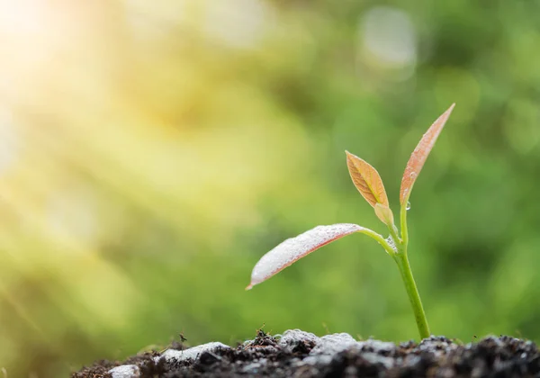 在商业上的成功 浇灌在阳光下生长在土壤中的新生植物 — 图库照片