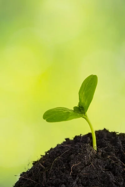 在绿色模糊的背景上从土壤中生长的新植物 — 图库照片