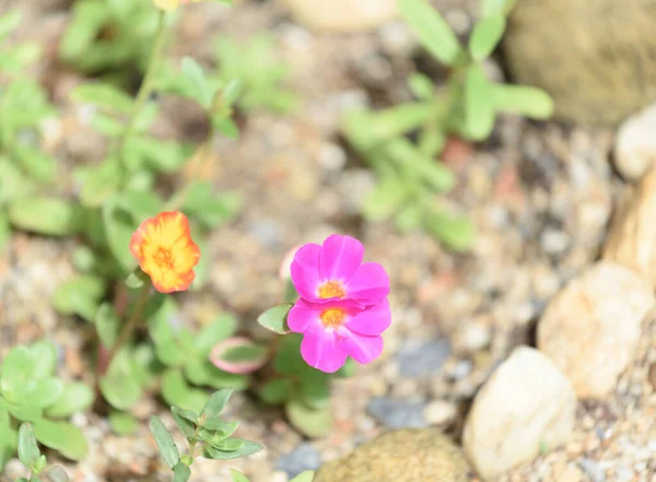 一般的なPurslane Verdolaga Pigweed Little Hogweed Pusley美しい花のフィールドの背景晴れた日に — ストック写真