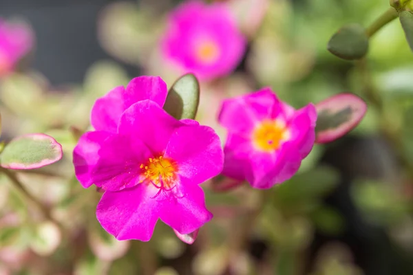 一般的なPurslane Verdolaga Pigweed Little Hogweed Pusley美しい花のフィールドの背景晴れた日に — ストック写真