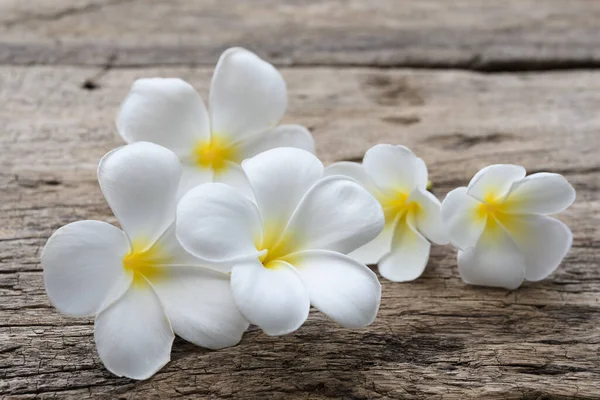 Beautiful Plumeria Temple Spa Flower Rustic Wood Background — Stock Photo, Image