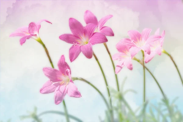 Beautiful Pink Rain Lily Flowers Pastel Sky Background Soft Focus — Stock Photo, Image