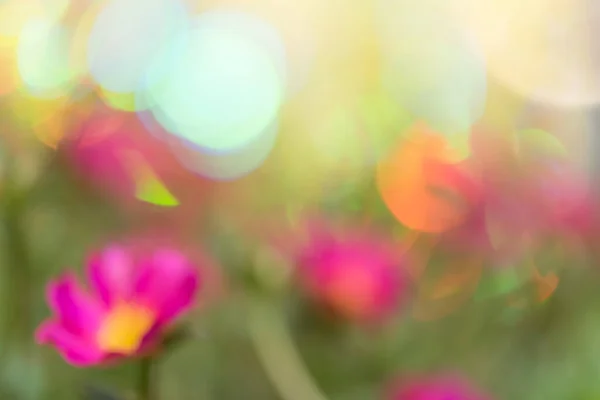 Soyut Yumuşak Pastel Bokeh Ile Güzel Pembe Çiçek Tarlası Güneşli — Stok fotoğraf