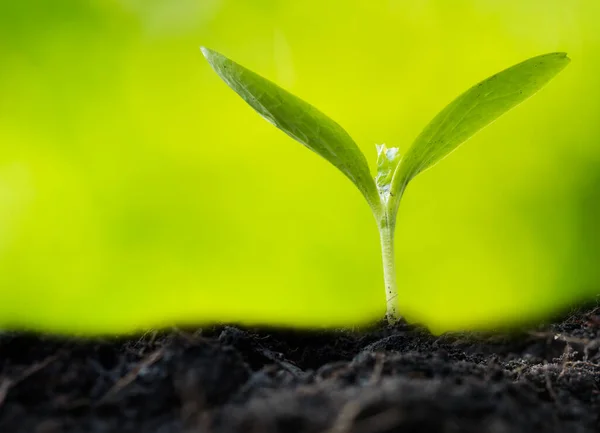 Нові Рослини Ростуть Землі Над Зеленим Розмитим Тлом Сільське Господарство — стокове фото