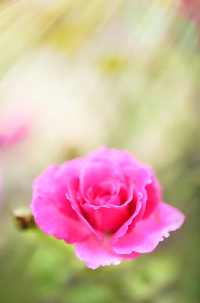朝の日差しを背景に 庭の屋外で美しい赤いバラの花粉を閉じ 選択的な焦点 — ストック写真