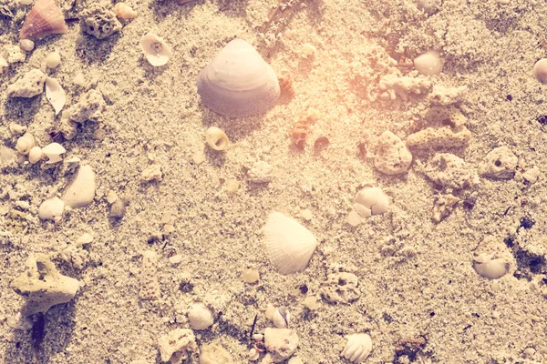 Netural Sea Shells White Sand Beach Background Retro Effect — Stock Photo, Image