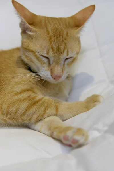 Roztomilá Žlutá Kočka Spát Bílé Útulné Posteli — Stock fotografie
