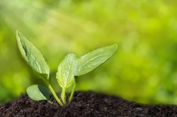 Small Plant Growing Out Soil Agriculture — Stock Photo, Image