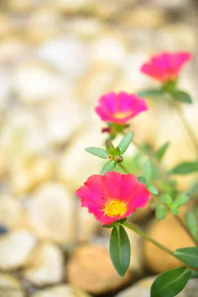 สเลน เวอร ลาก กฮอกว ดอกไม สวยงามบนพ นหล นในว แดด — ภาพถ่ายสต็อก