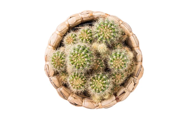 Кактус Растение Бамбуке Цветочный Горшок Изолирован Белом Фоне Вид Сверху — стоковое фото