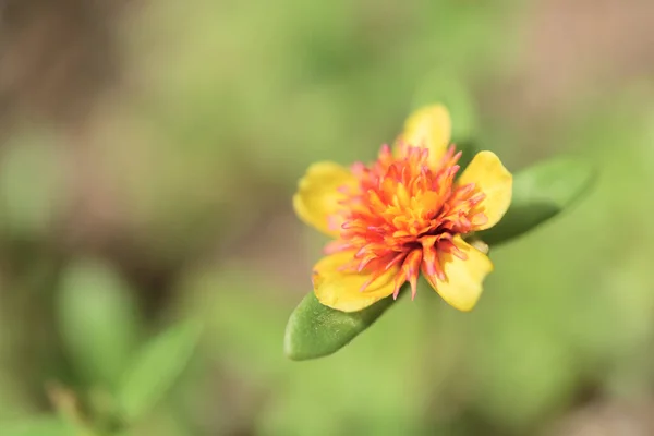 Common Pursorie Verdolaga Pigweed Little Hogweed Pusley 아름다운 배경의 가까이 — 스톡 사진