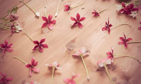 Flat Lay Design Rangoon Creeper Quisqualis Indica Flower Wooden Background — Stock Photo, Image