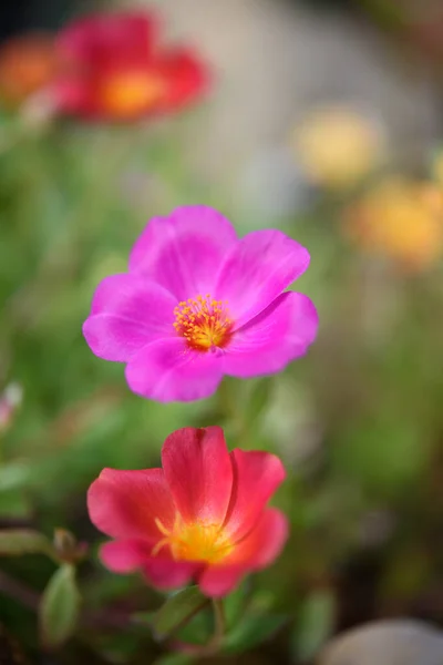 晴れた日に柔らかいパステルの背景を持つ美しいカラフルな小さなピンクの花のフィールド — ストック写真