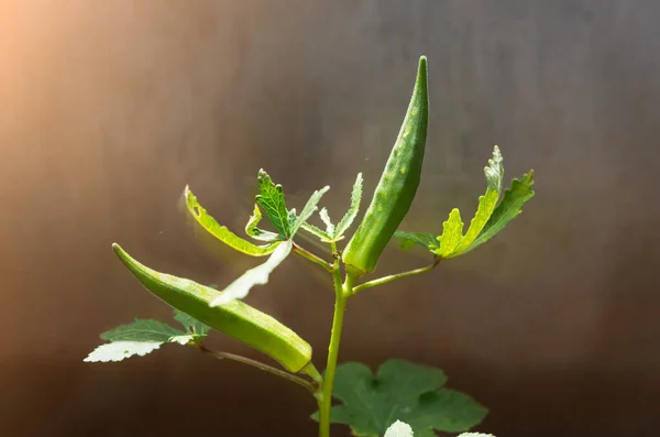 Vainas Okra Jardín — Foto de Stock