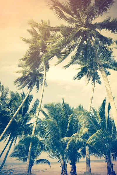 Coconut Palm Tree Beach Retro Effect — Stock Photo, Image